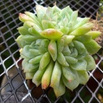 ☆かふぉかふぇ☆写真館