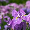 馬見丘陵公園の花菖蒲と紫陽花２０２６