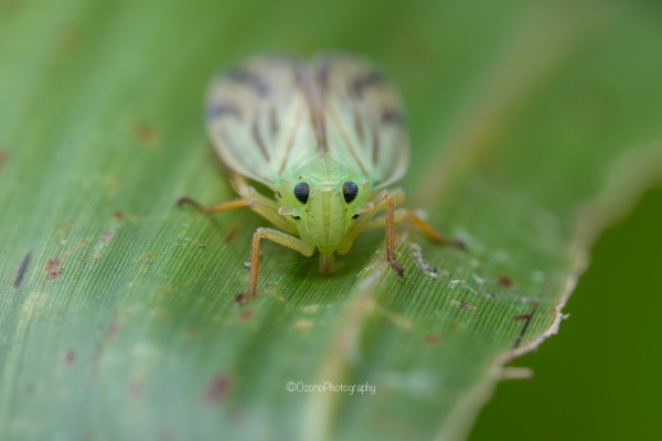 湘南むし日記 - 昆虫いろいろ
