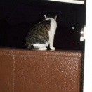 猫に小判を与えたら。 埋蔵金：千七百伍拾四両　ちょこっと喰ぅえばぁ～まったくぅよぉ～。