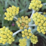 ヒロシマの視線