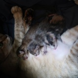 『子猫３匹生まれました』の画像