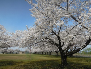 村上市諸上寺公園までサイクリング120Km