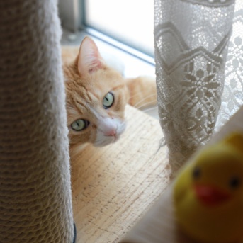 カーテンの向こうの猫。