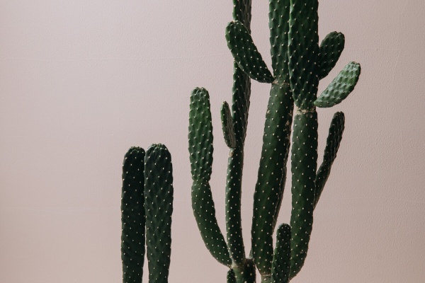 Botanical Journal サボテン