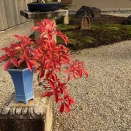 芳春院盆栽日記・65