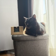 【猫写真】今日の猫たちの様子