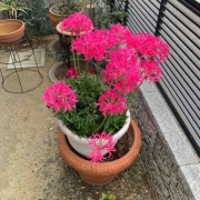 ���ʲ֤򤤤������ޤ�������������ɥ�꡼�ͥ�ͤȸ����餷��