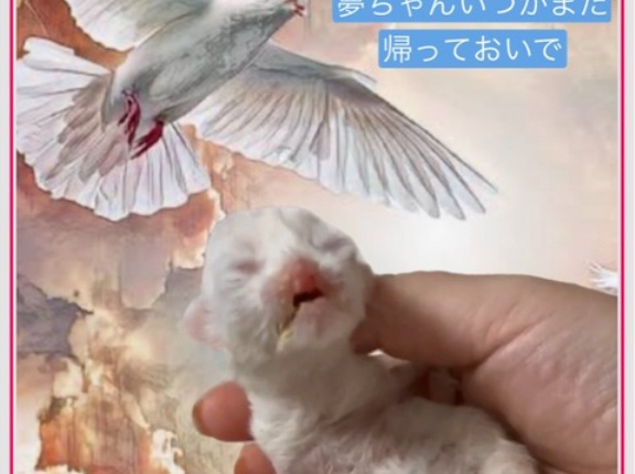 悲惨なゴキブリ屋敷の物語。障害の子猫は虹の橋を渡って行きました。