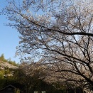 みかん山近くの桜