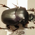 初夏の生き物観察体験「糞虫(ルリセンチ)を観る」
