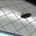 タマムシが来てくれました