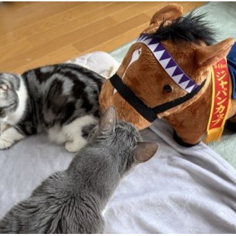 ドウデュースのぬいぐるみを見た猫がしたこと