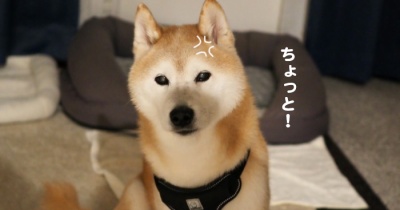 親心のホットマット…