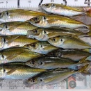 釣れちゃったんだけど