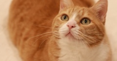 猫が見失う理由。