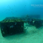 南紀白浜「ミスオーシャンダイビングサービス」今日の海ログ