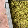 篠山で秋の味覚狩り｜黒大豆枝豆に栗、大福も楽しむ1日
