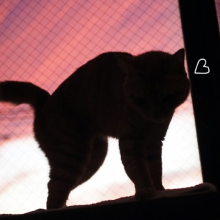 湘南凸凹柴WAN日記