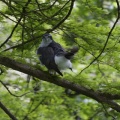 某所でオオタカに合えた