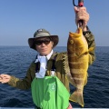 イワシの泳がせ