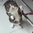 彼氏「目の病気の手術するから１ヶ月会えない」私「白内障？眼瞼下垂？」彼氏「違う」→１ヶ月経って「やっと会える！」と思って会いに行ったら、<・・>こんな目だったのが・・・