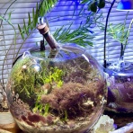 SONOアクアプランツファーム水草･海藻情報局