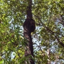やっと本格的に樹液木探し～🎵