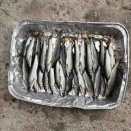 本日解禁日の釣果です