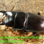 ブリーディングブログ