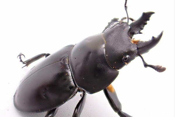 原名亜種ヤエヤママルバネクワガタ64㎜【大型】 マキシムス