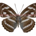 マレーシロオオミスジ♀ (ボルネオ) Athyma pravara pravara