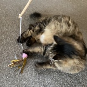 ハンターマロちゃん