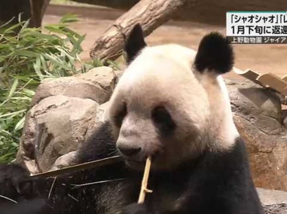 日中関係悪化で日本にいるパンダが0頭になる！？　海外の反応。