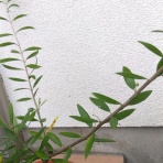 木のおもちゃで楽しい子育て