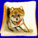 「まんまるカットされたポメラニアン😂」