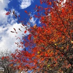 凸こころのひとり日記凹