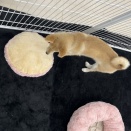 きっと最後の犬