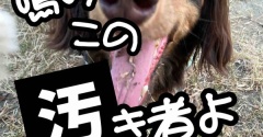 ああ哀しい。