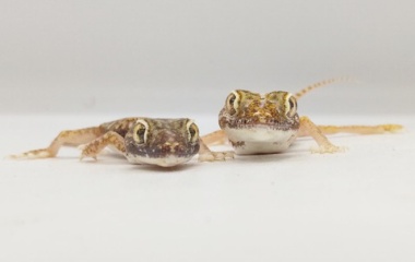 『🦎爬虫類入舎情報！🦎～エジプト便～』の画像