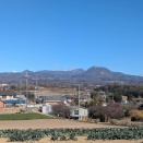 今日の道ばた　紅梅再撮