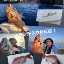 七尾湾色々  8/31～9/14！　真鯛、黒鯛、シーバス、アオリイカ、キジハタ