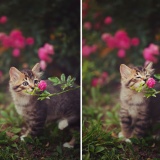 動物達が花の香りを楽しむ瞬間にほっこり！忙しい日々をふと忘れて癒される動物画像25枚