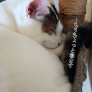 春は活発になるんかな。と、黒で失敗…マスタードカラーの波石つくりました。