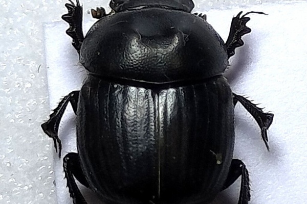 むしむしブログ - エンマコガネ