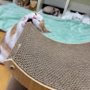 猫が噛んだもので一番高かったものは何？