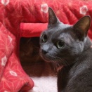 【2026年春】 体重測定♪ No.4　～ヒメちゃん＆小夏 編＿黒猫な日常：クロネコ「黒龍」