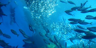 【恋愛相談】水族館をまわる時に手を繋ごうと思うのですが恋人でもないのに繋ぐのはおかしいでしょうか？