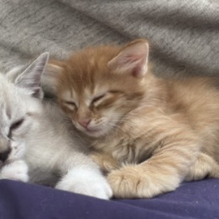 ねこかます