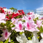 春は築地で朝ごはん